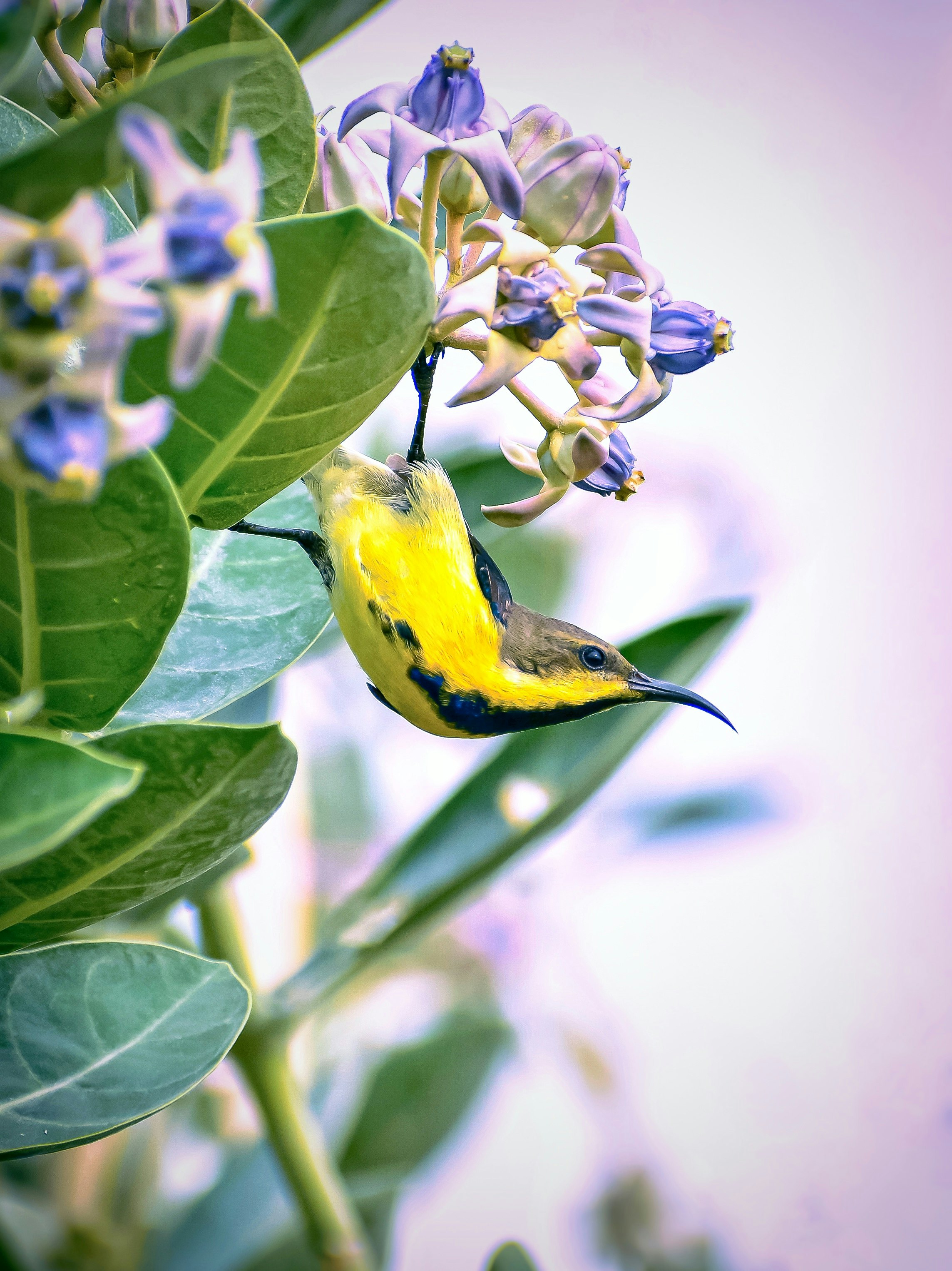 yellow and black bird on green plant